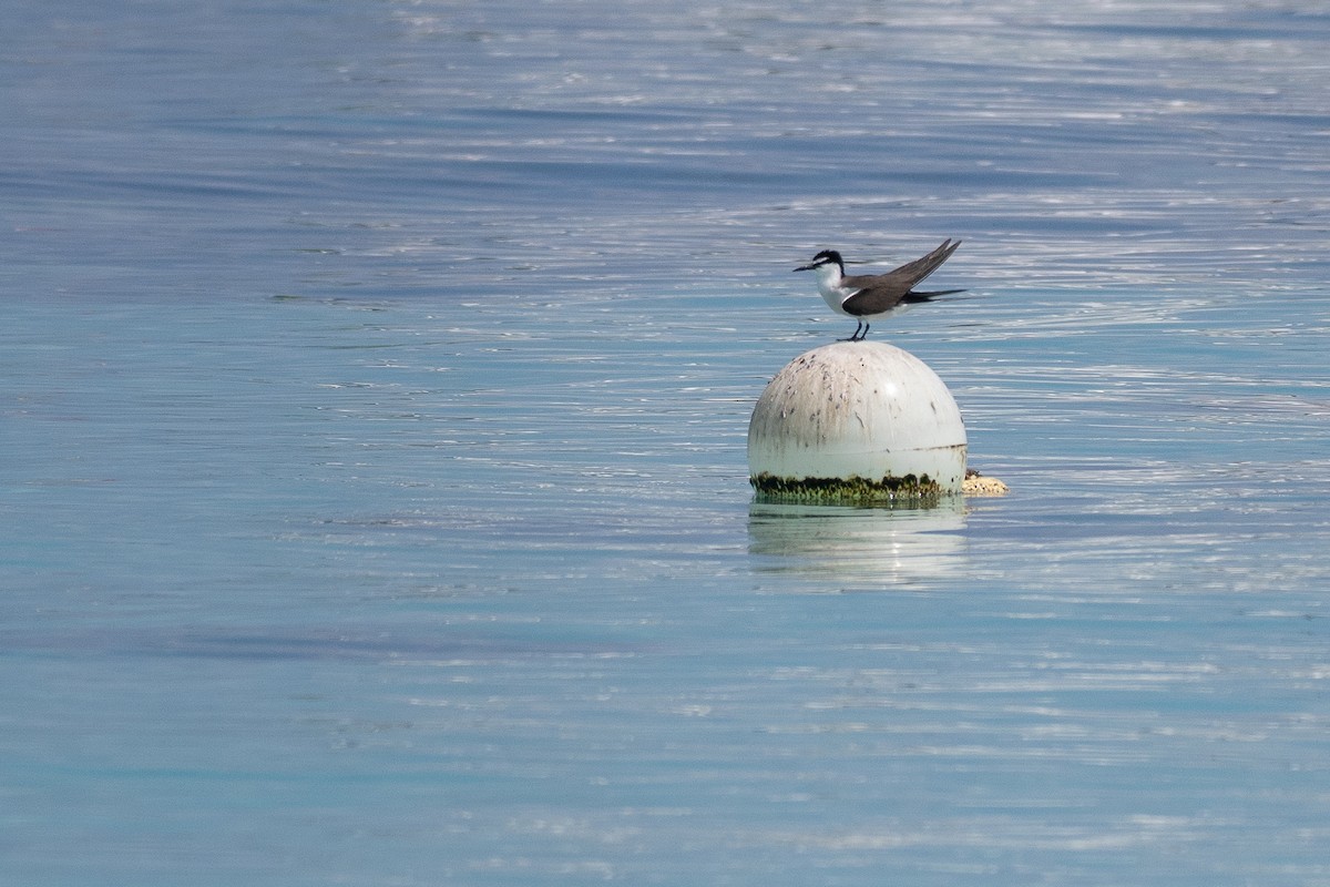 Txenada bridaduna - ML647371944