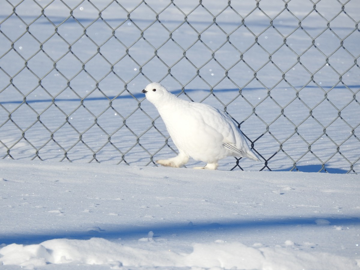Willow Ptarmigan - ML647371952