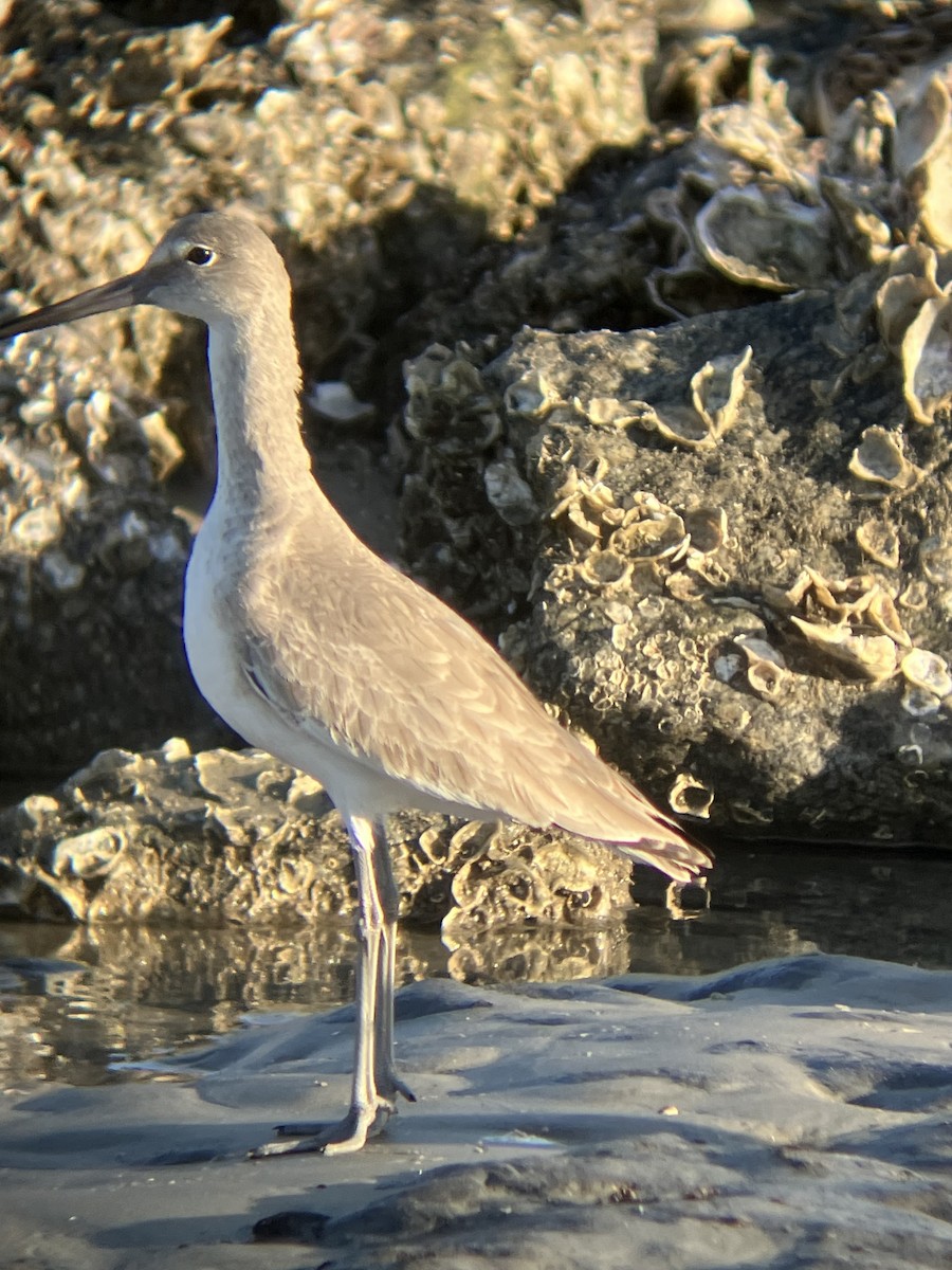 ハジロオオシギ - ML647371954