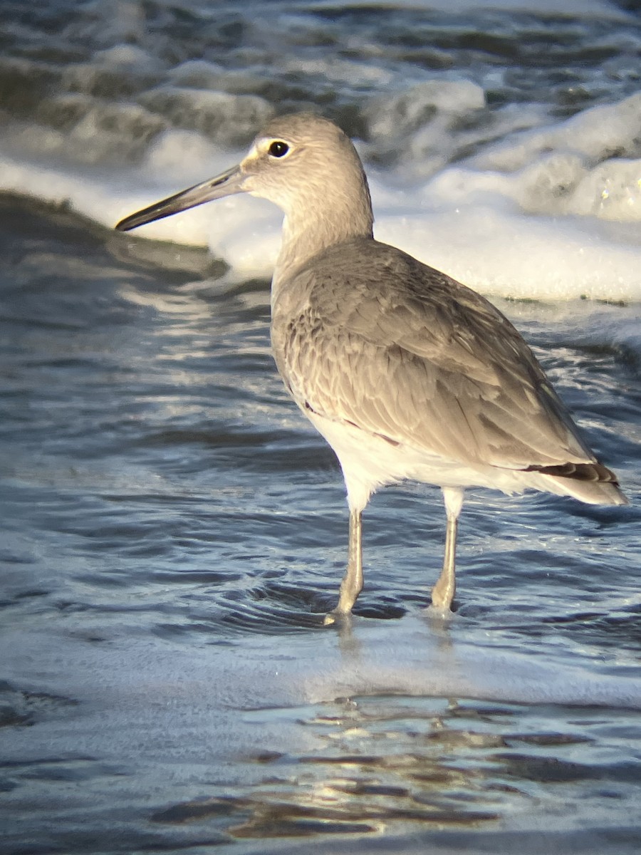 ハジロオオシギ - ML647371955