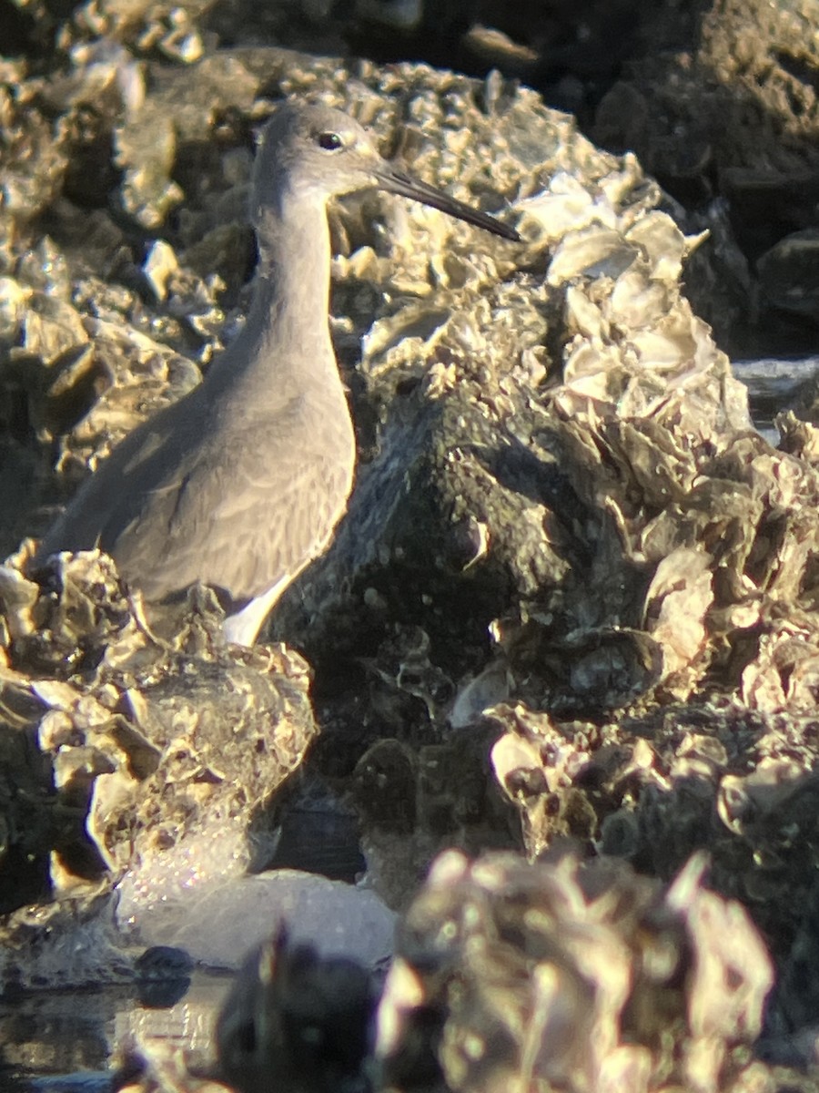 ハジロオオシギ - ML647371956