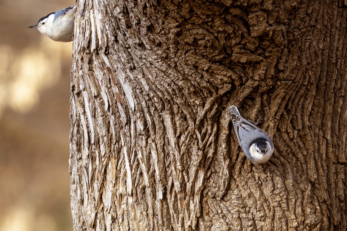 ムナジロゴジュウカラ - ML647371958