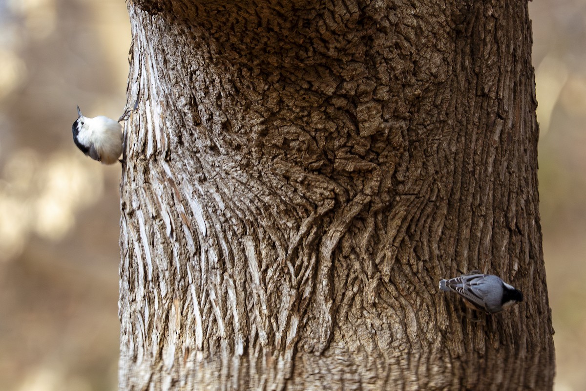 ムナジロゴジュウカラ - ML647371959