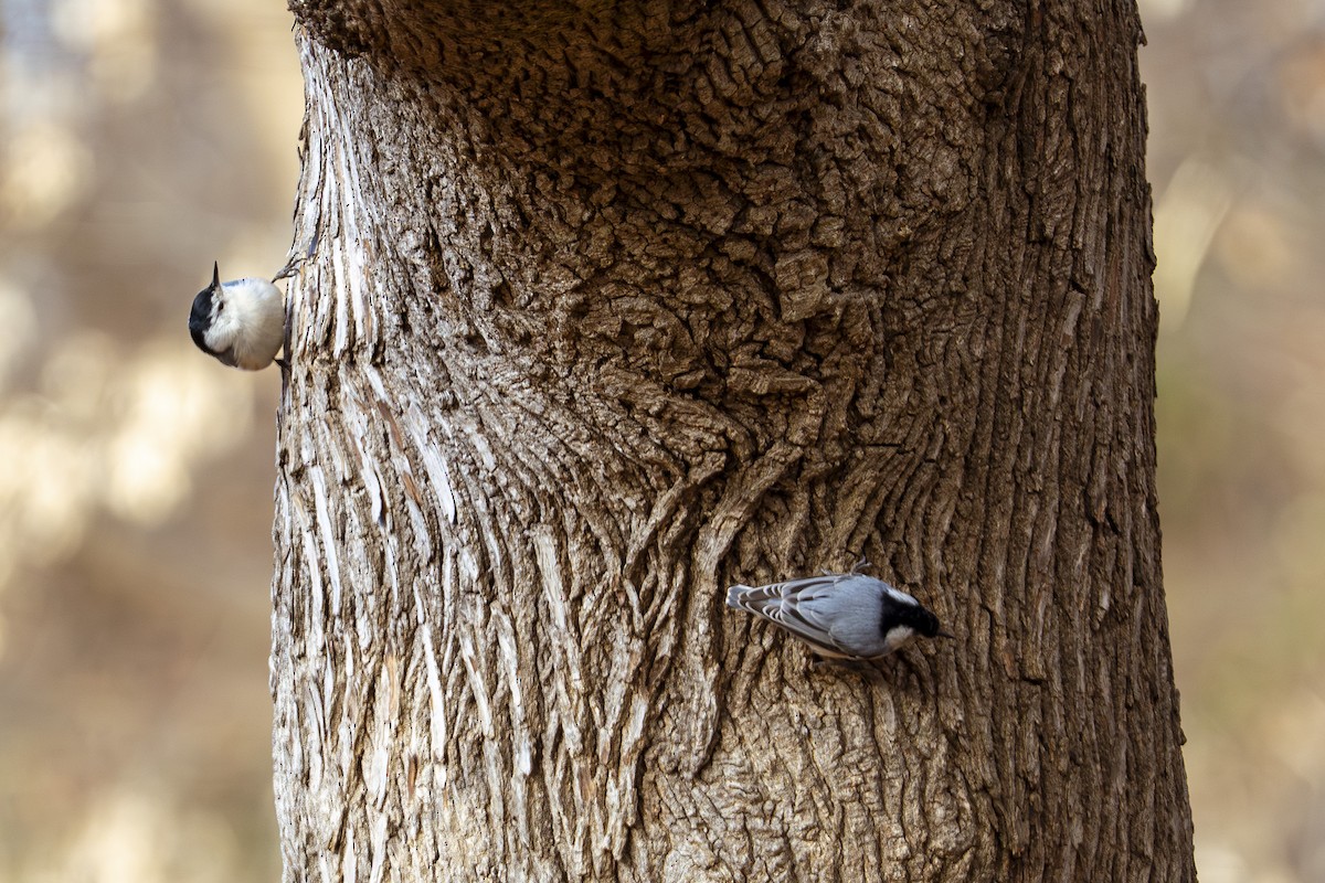 ムナジロゴジュウカラ - ML647371960