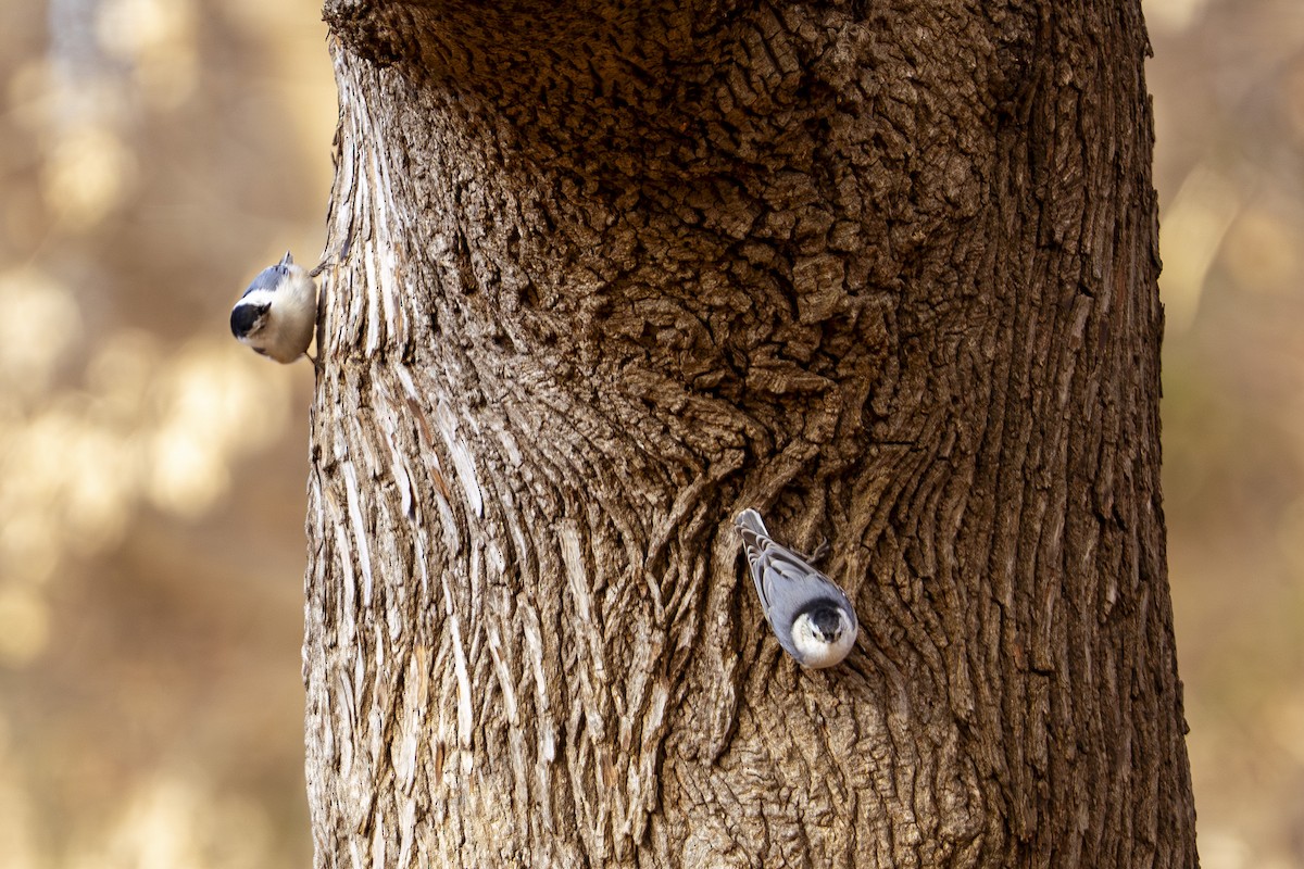 ムナジロゴジュウカラ - ML647371961