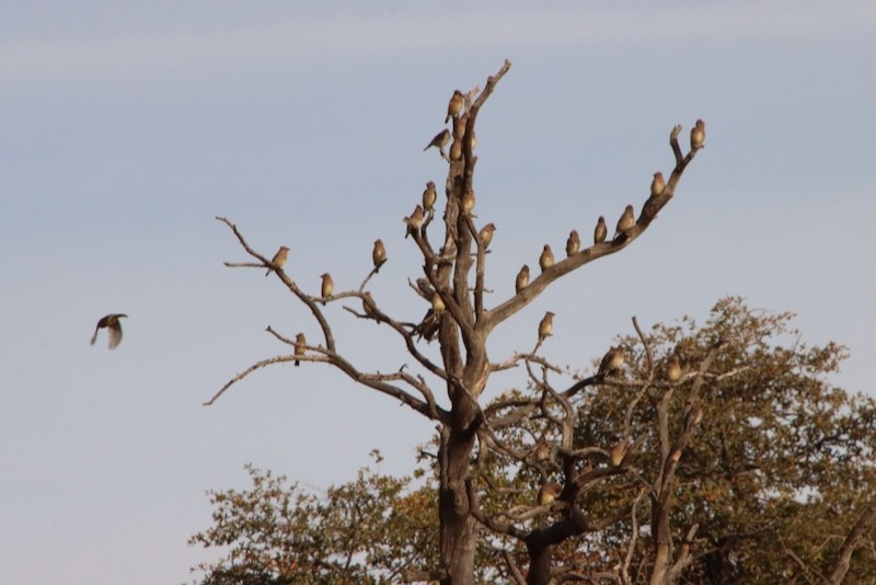 ヒメレンジャク - ML647371962