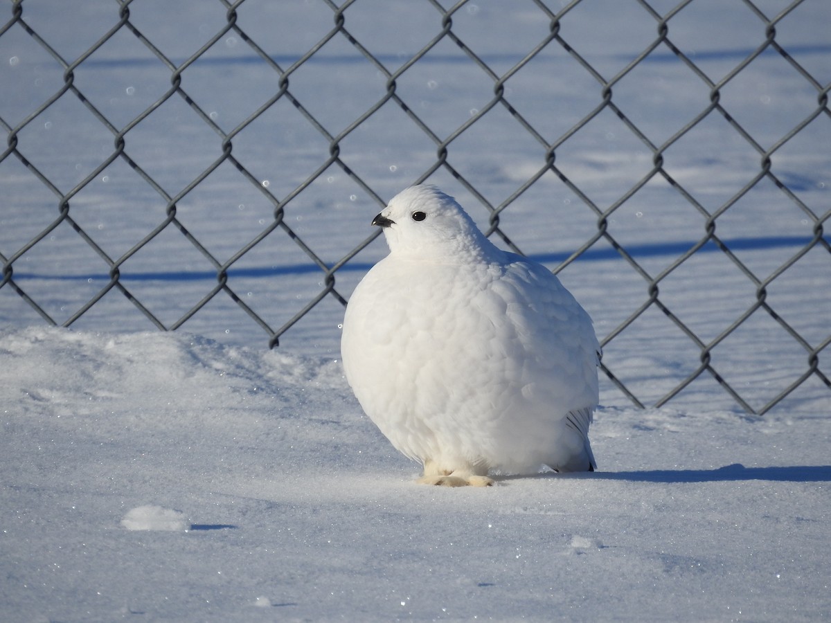 Willow Ptarmigan - ML647371963