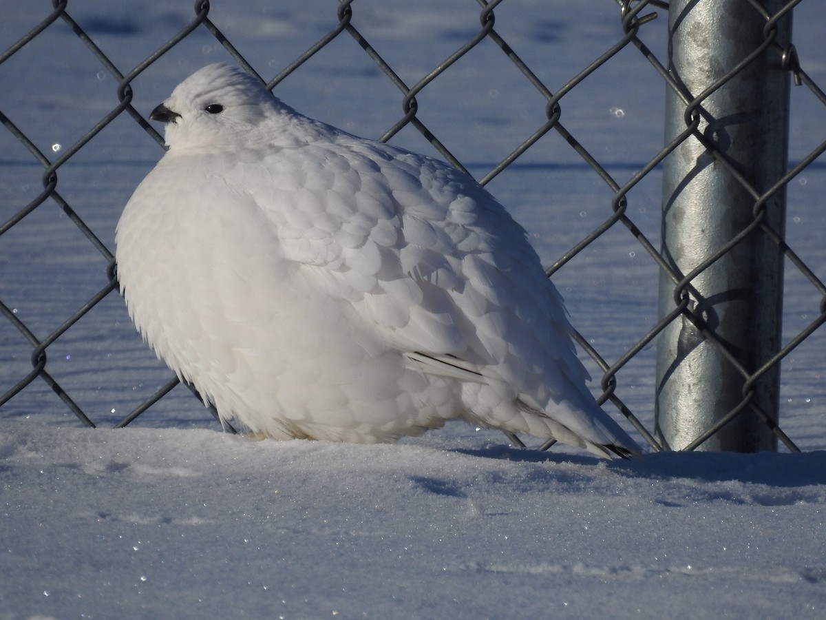 Willow Ptarmigan - ML647371964