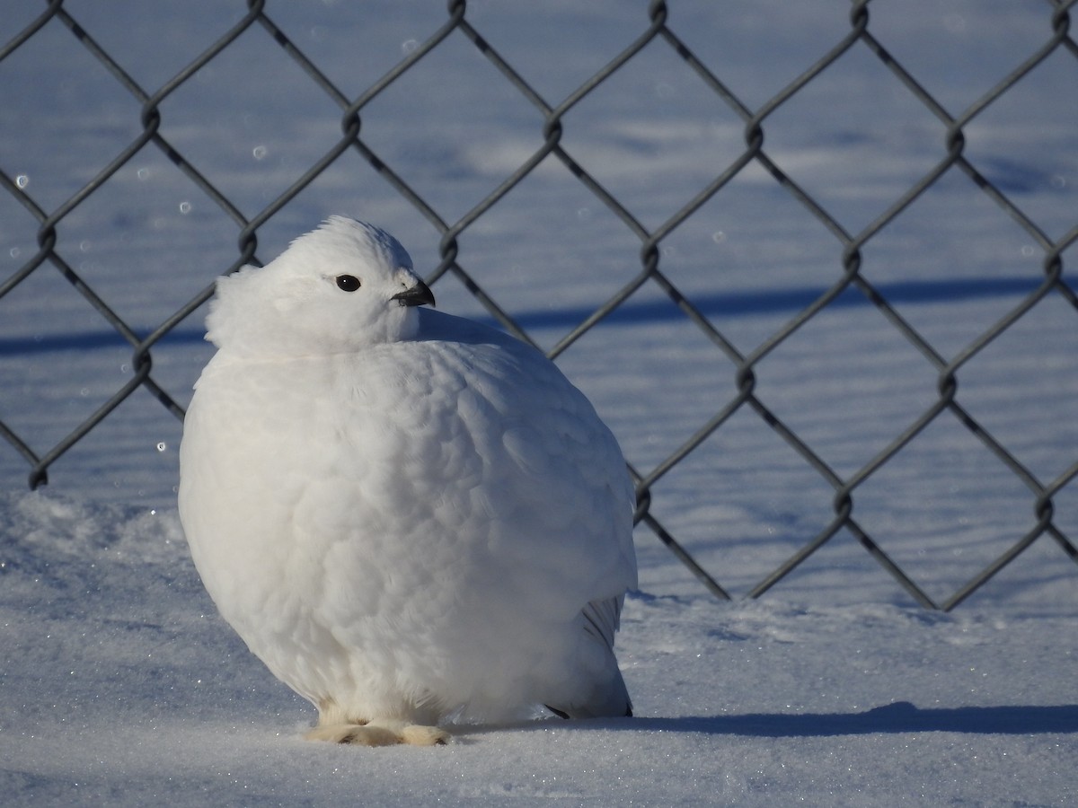 Willow Ptarmigan - ML647371965