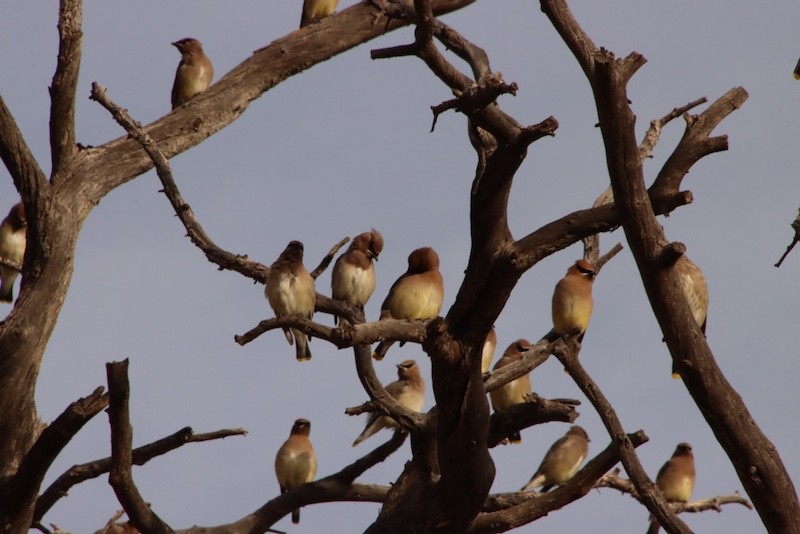 ヒメレンジャク - ML647371970