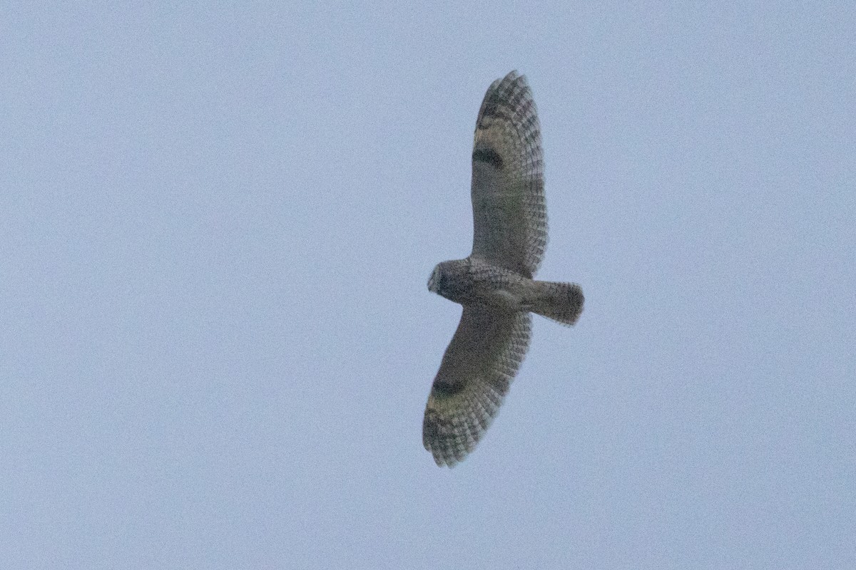 トラフズク - ML647371971