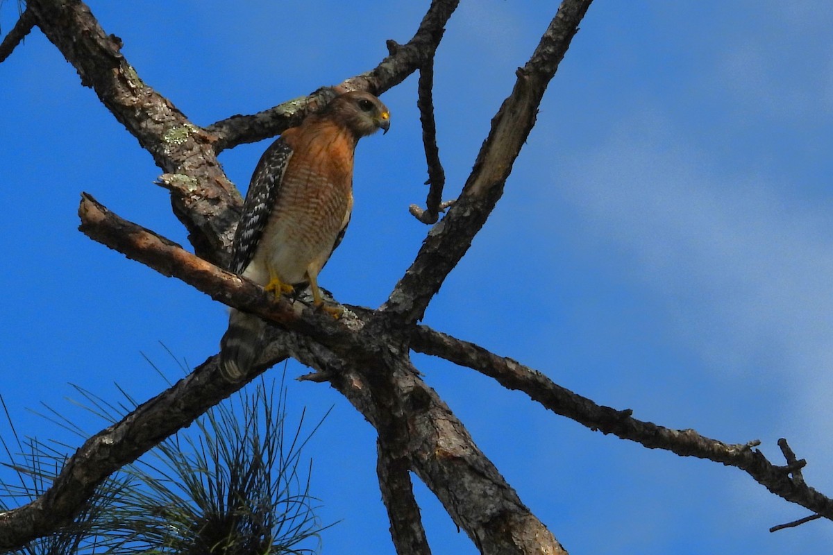 カタアカノスリ - ML647371972