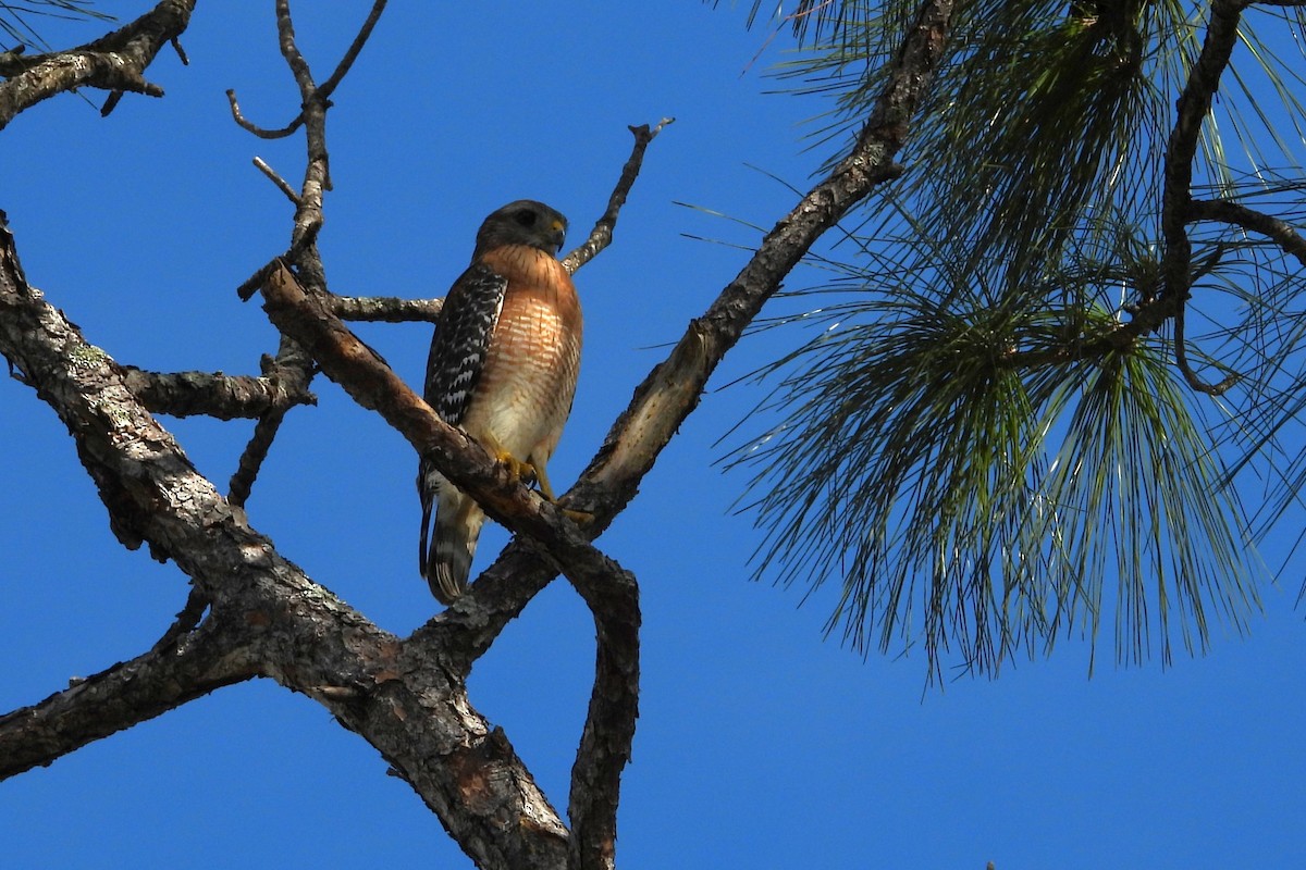 カタアカノスリ - ML647371973