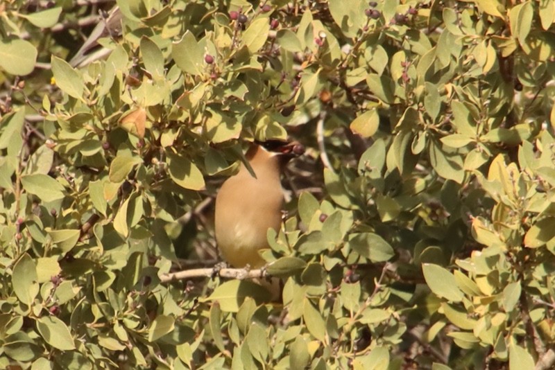 ヒメレンジャク - ML647371974