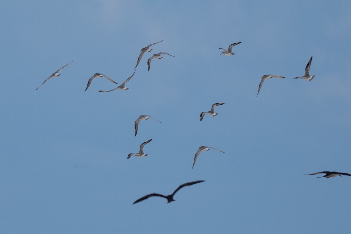 オバシギ - ML647371976