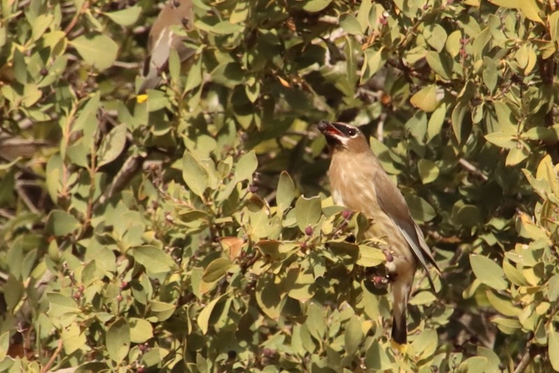 ヒメレンジャク - ML647371980