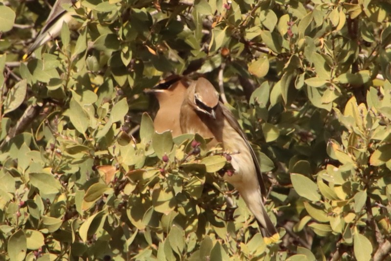 ヒメレンジャク - ML647371984