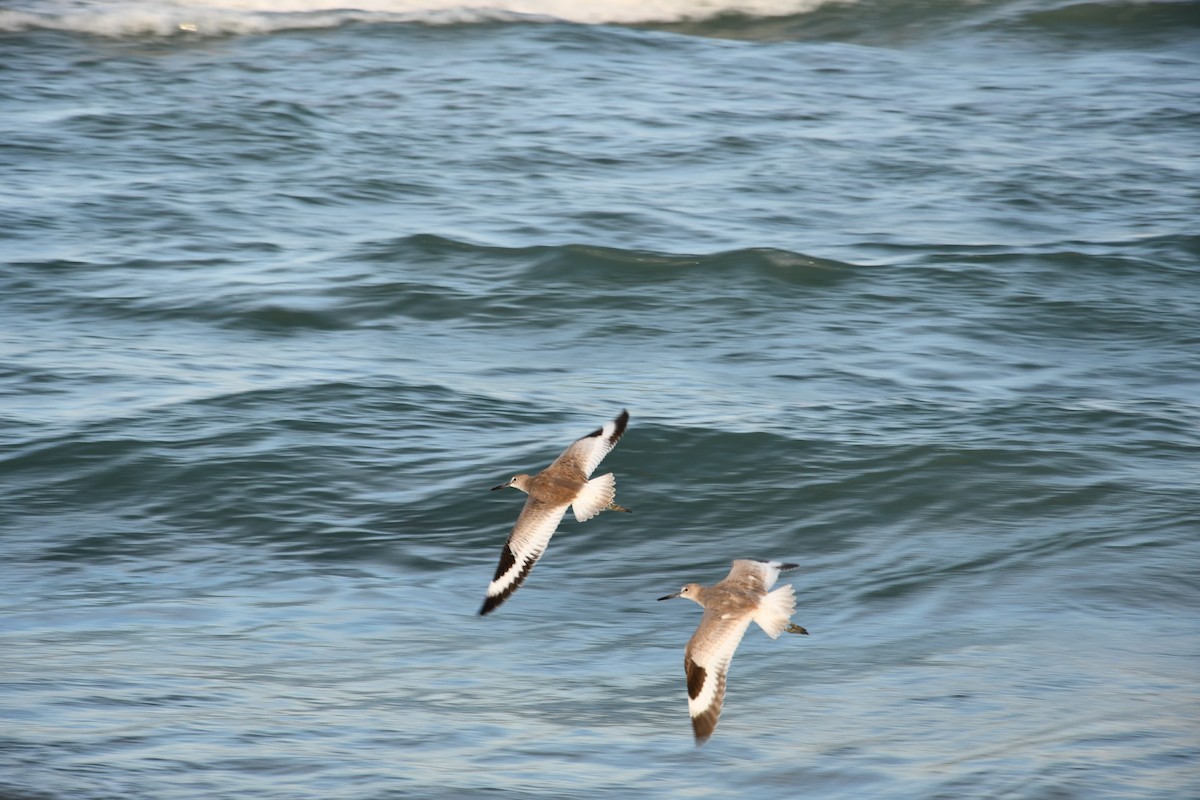 ハジロオオシギ - ML647371988