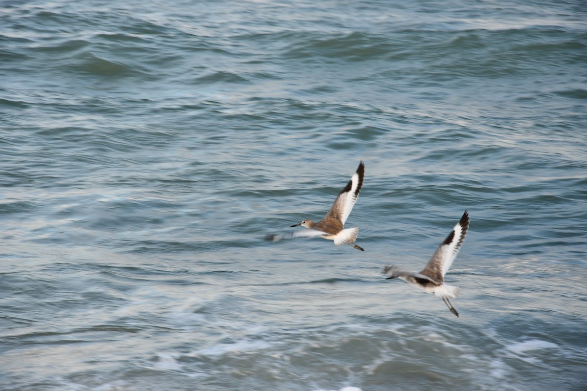 ハジロオオシギ - ML647371989