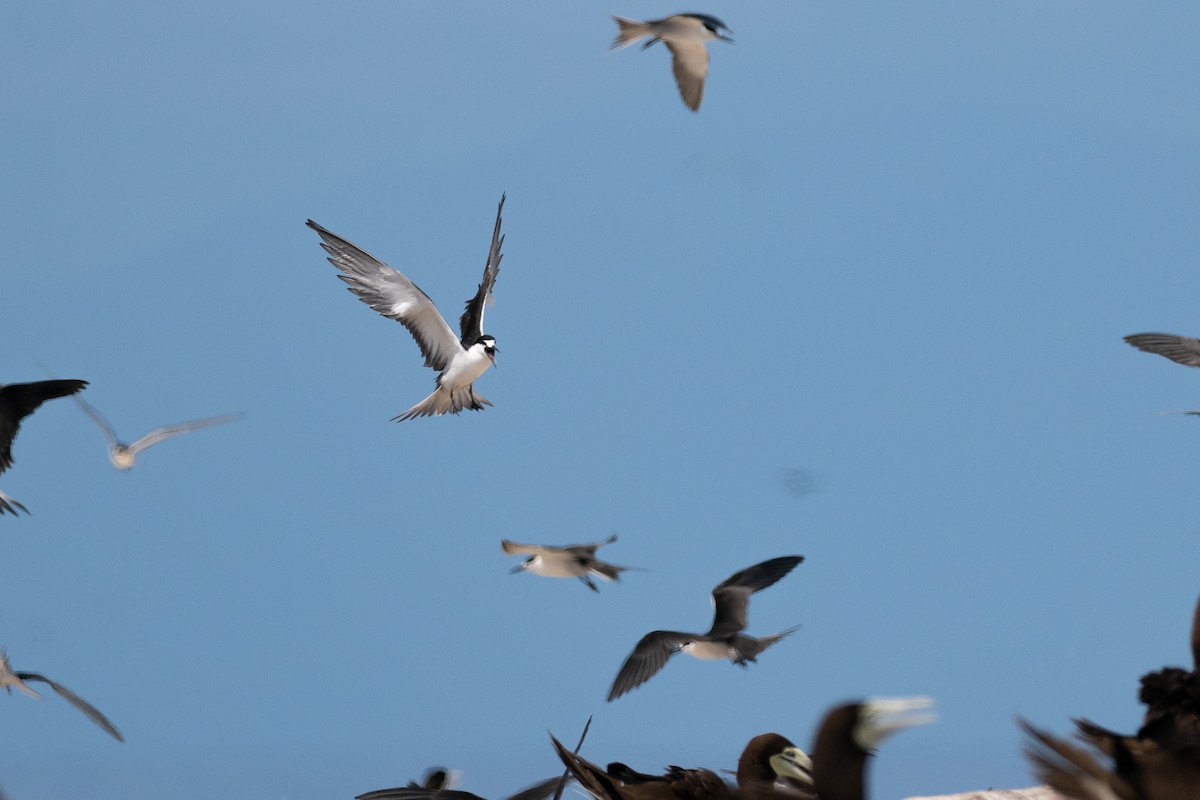 セグロアジサシ - ML647371991