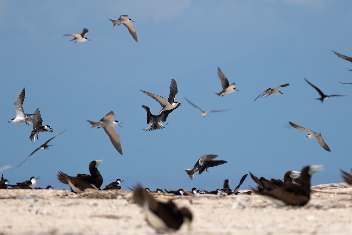 セグロアジサシ - ML647371994