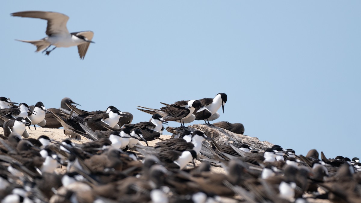 セグロアジサシ - ML647371995