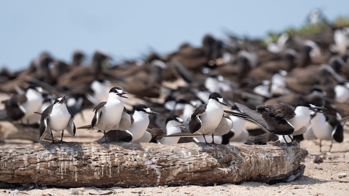 セグロアジサシ - ML647371996