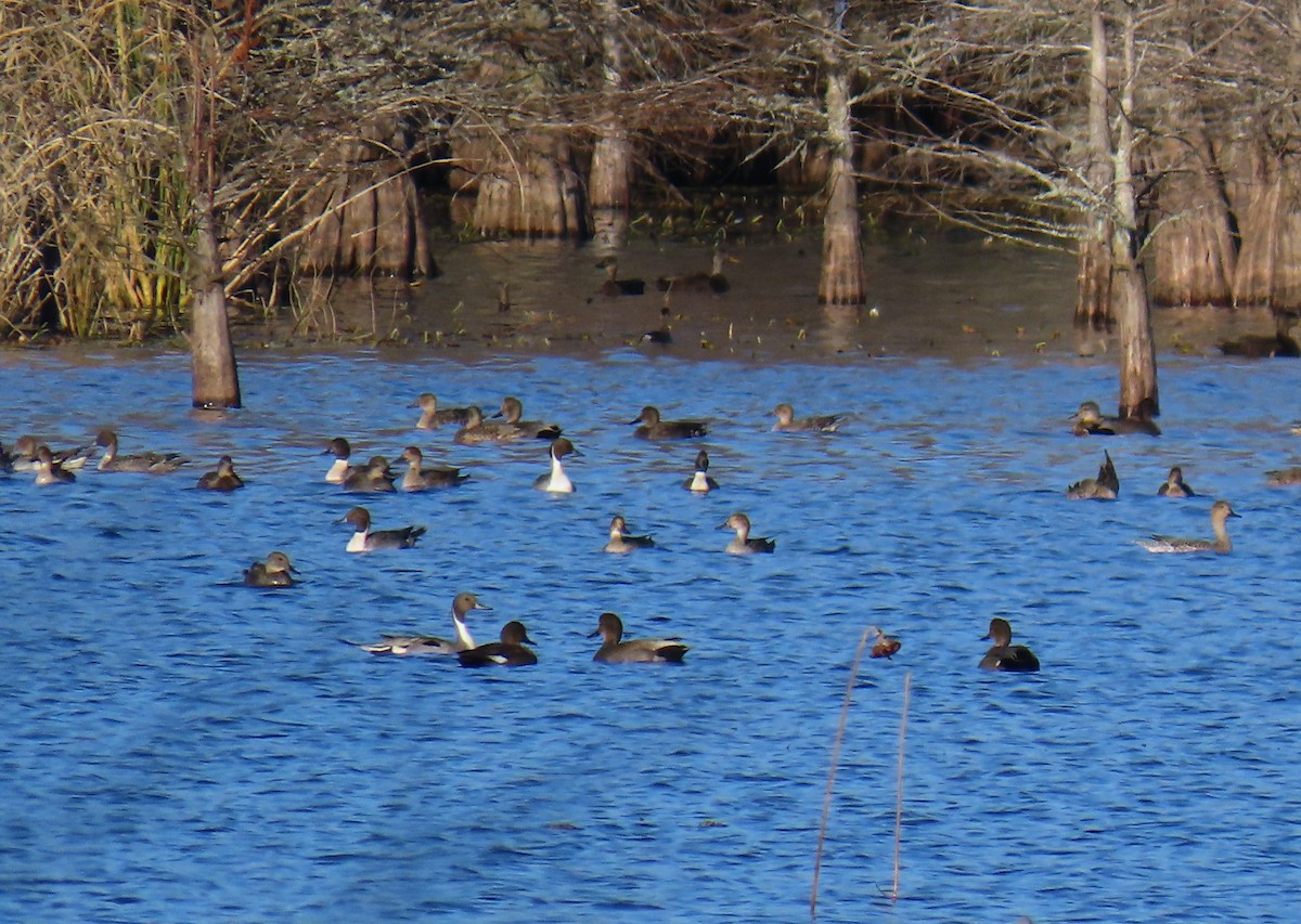 オナガガモ - ML647371999