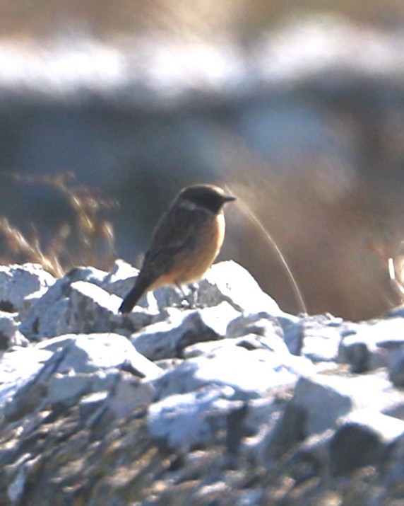 European Stonechat - ML647372031