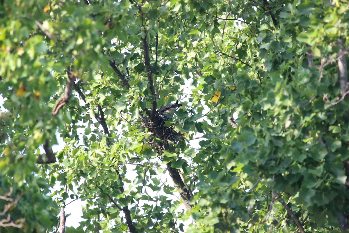 Mississippi Kite - ML647372037