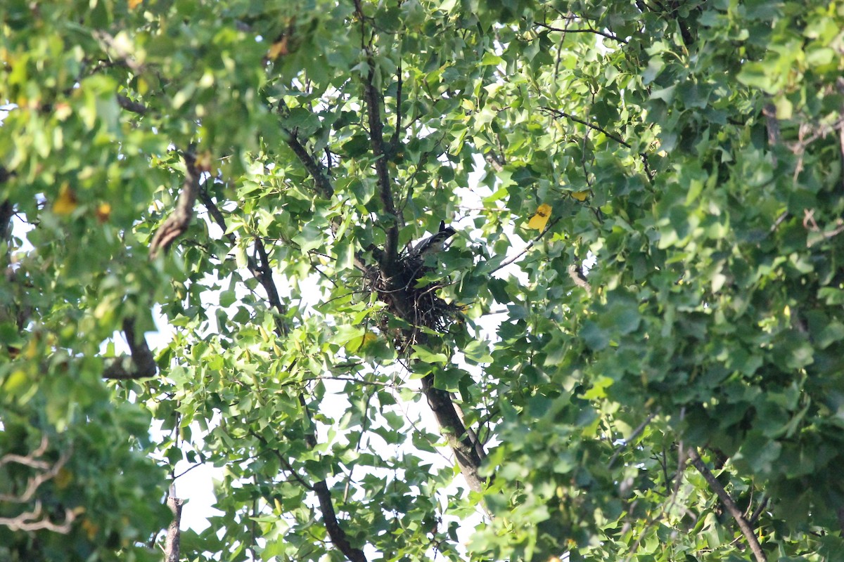 Mississippi Kite - ML647372038