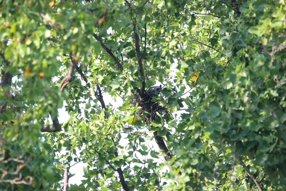Mississippi Kite - ML647372039
