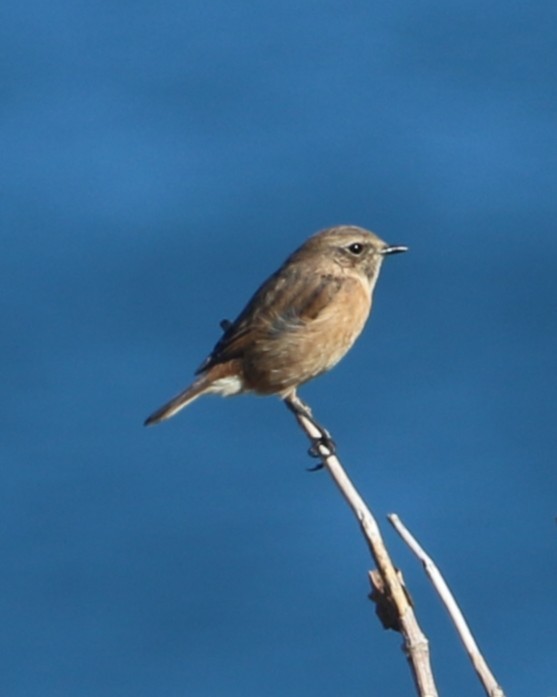 European Stonechat - ML647372051
