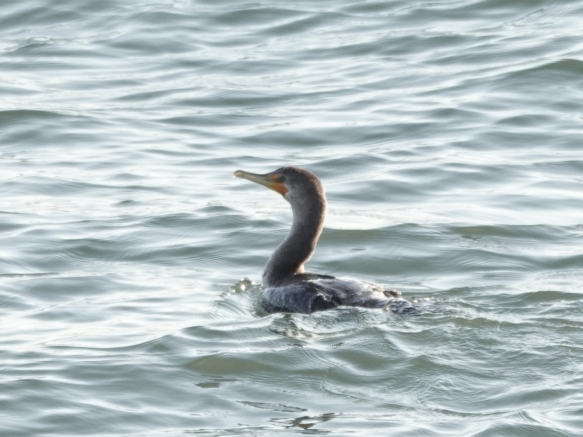 Double-crested Cormorant - ML647372053