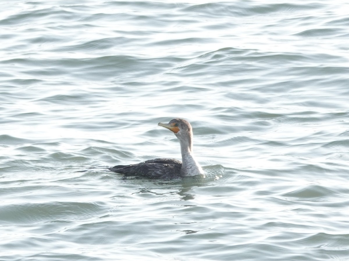 Double-crested Cormorant - ML647372054