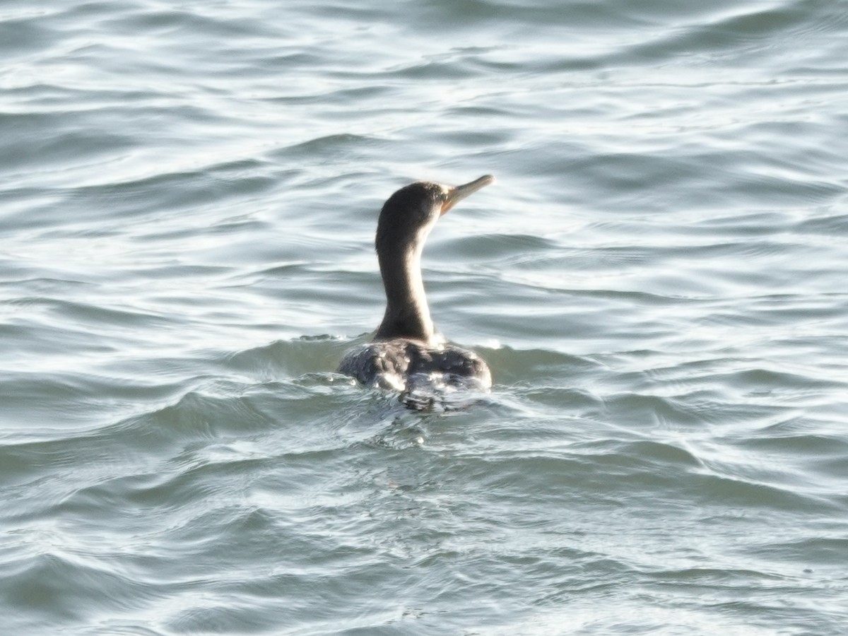 Double-crested Cormorant - ML647372055