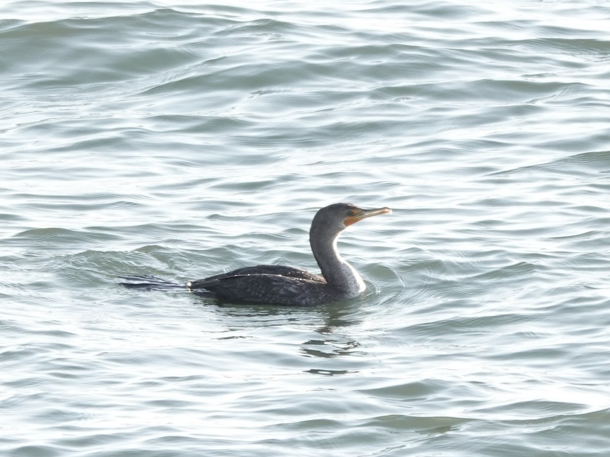 Double-crested Cormorant - ML647372056
