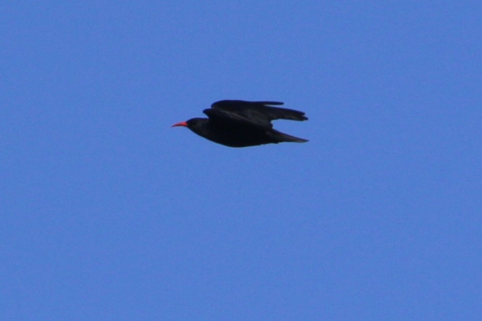 ベニハシガラス - ML647372065