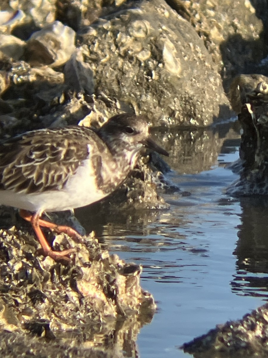 Крем'яшник звичайний - ML647372072