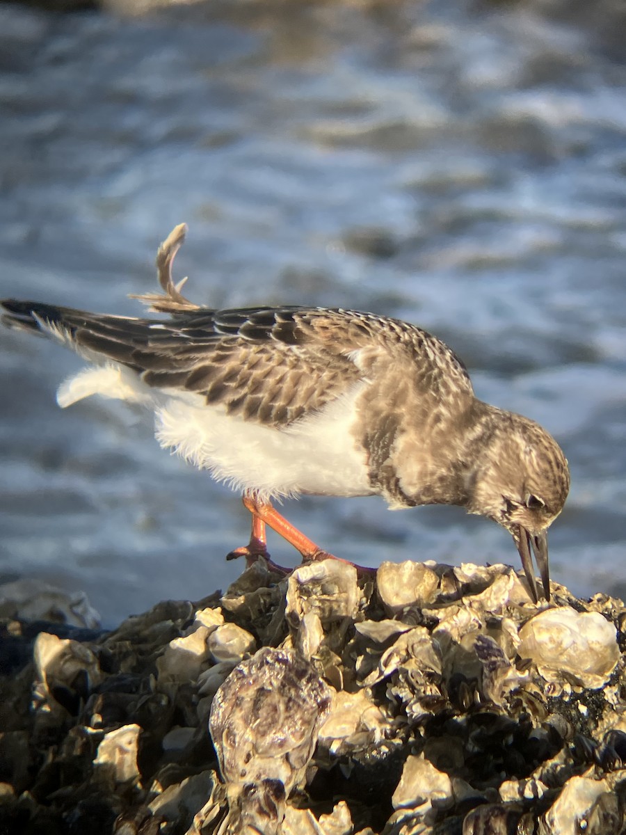 Крем'яшник звичайний - ML647372073