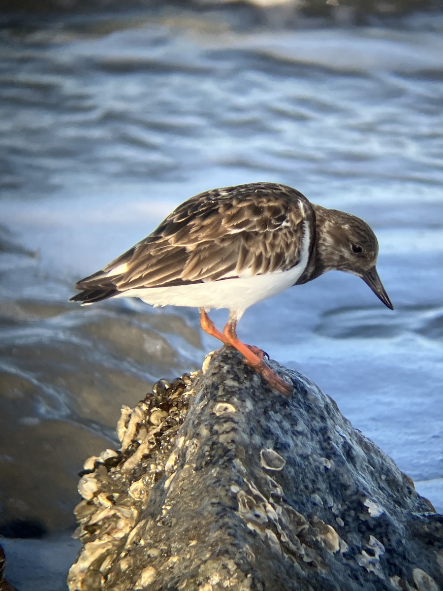 Крем'яшник звичайний - ML647372074