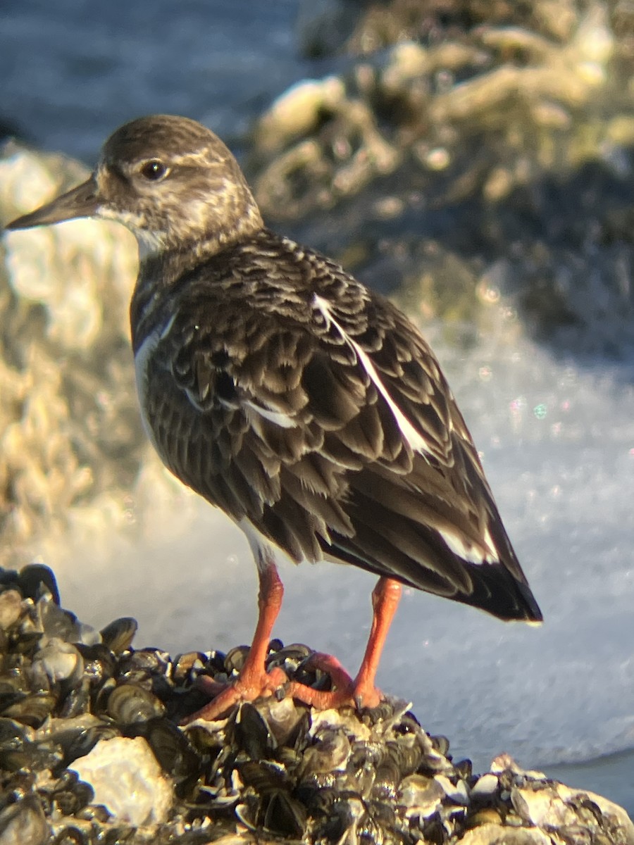 Крем'яшник звичайний - ML647372075