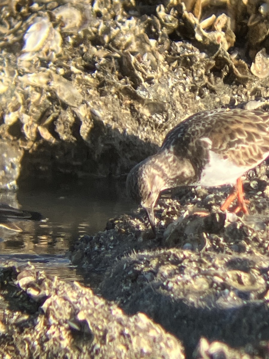 Крем'яшник звичайний - ML647372076