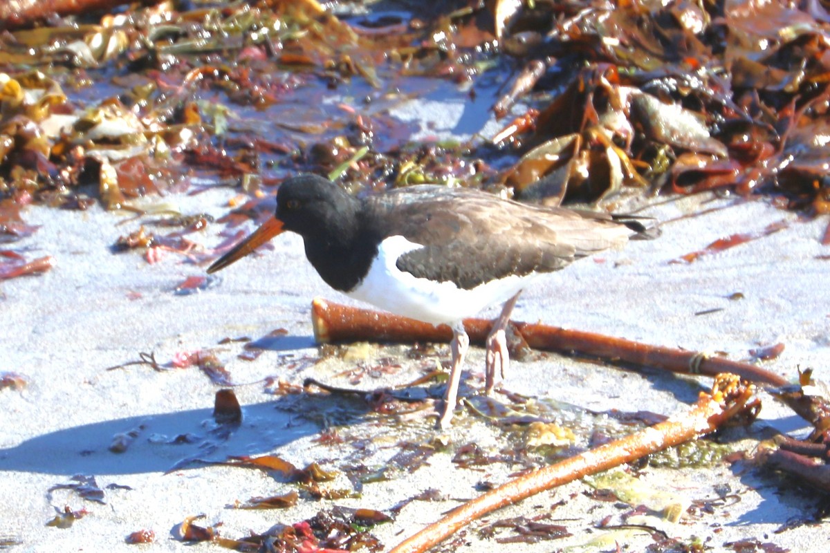 Eurasian Oystercatcher - ML647372097