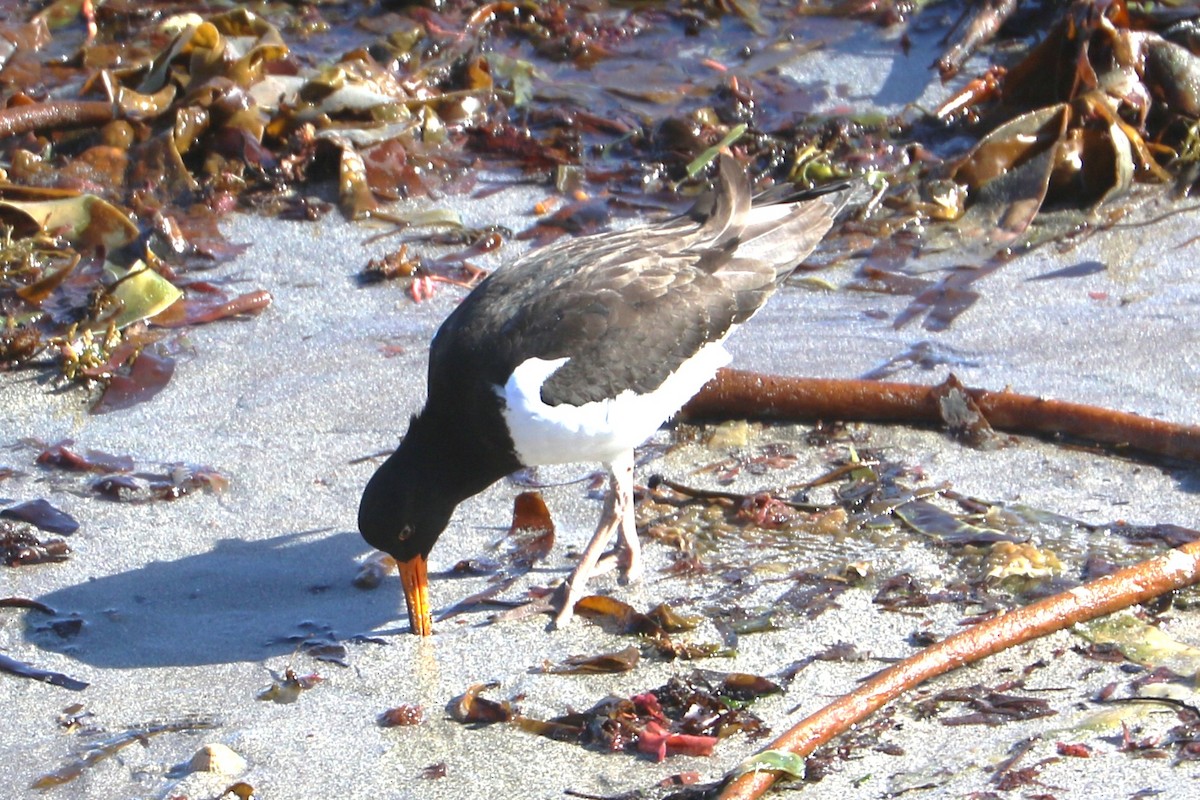 Eurasian Oystercatcher - ML647372099
