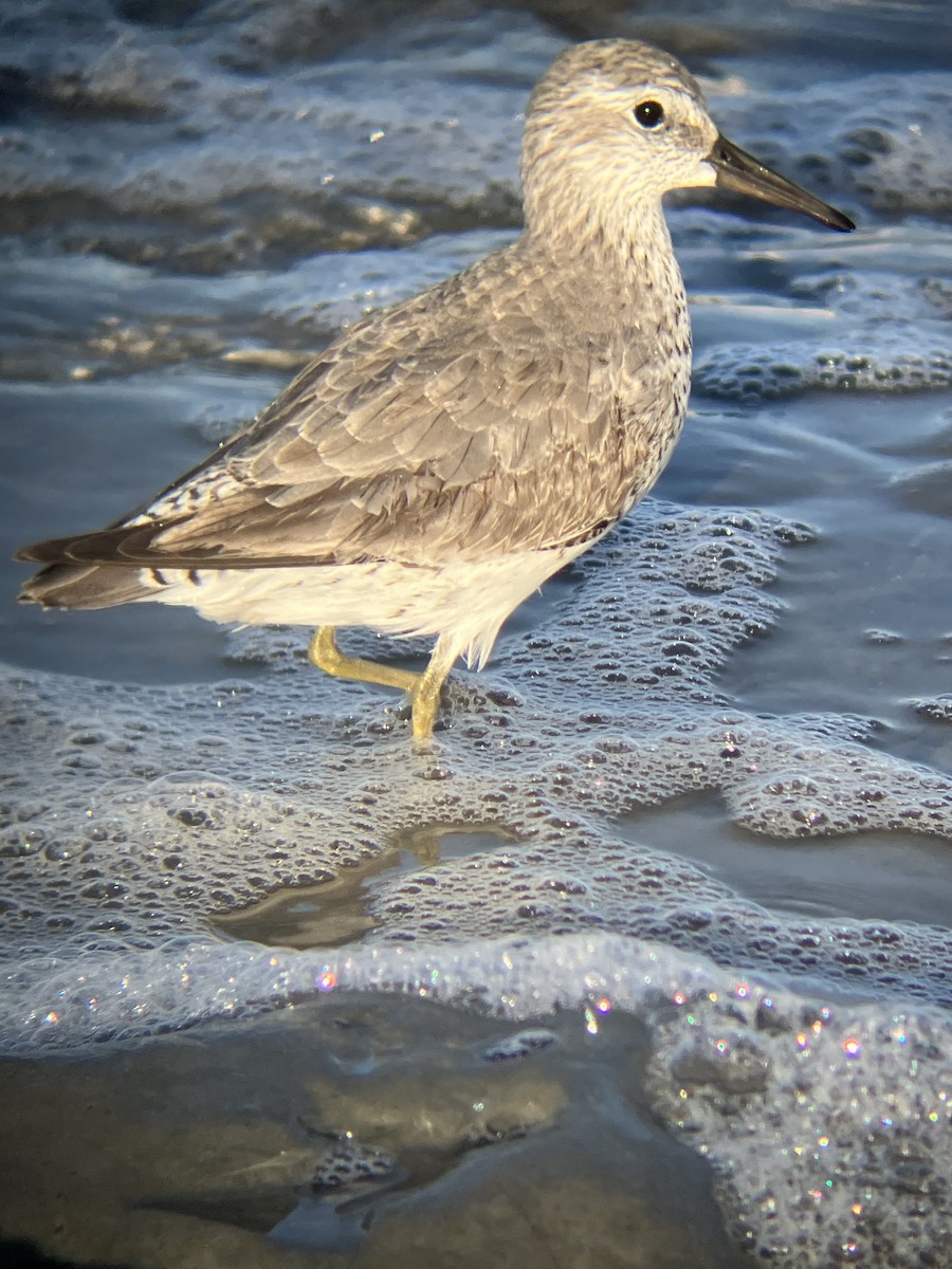 Побережник ісландський - ML647372102