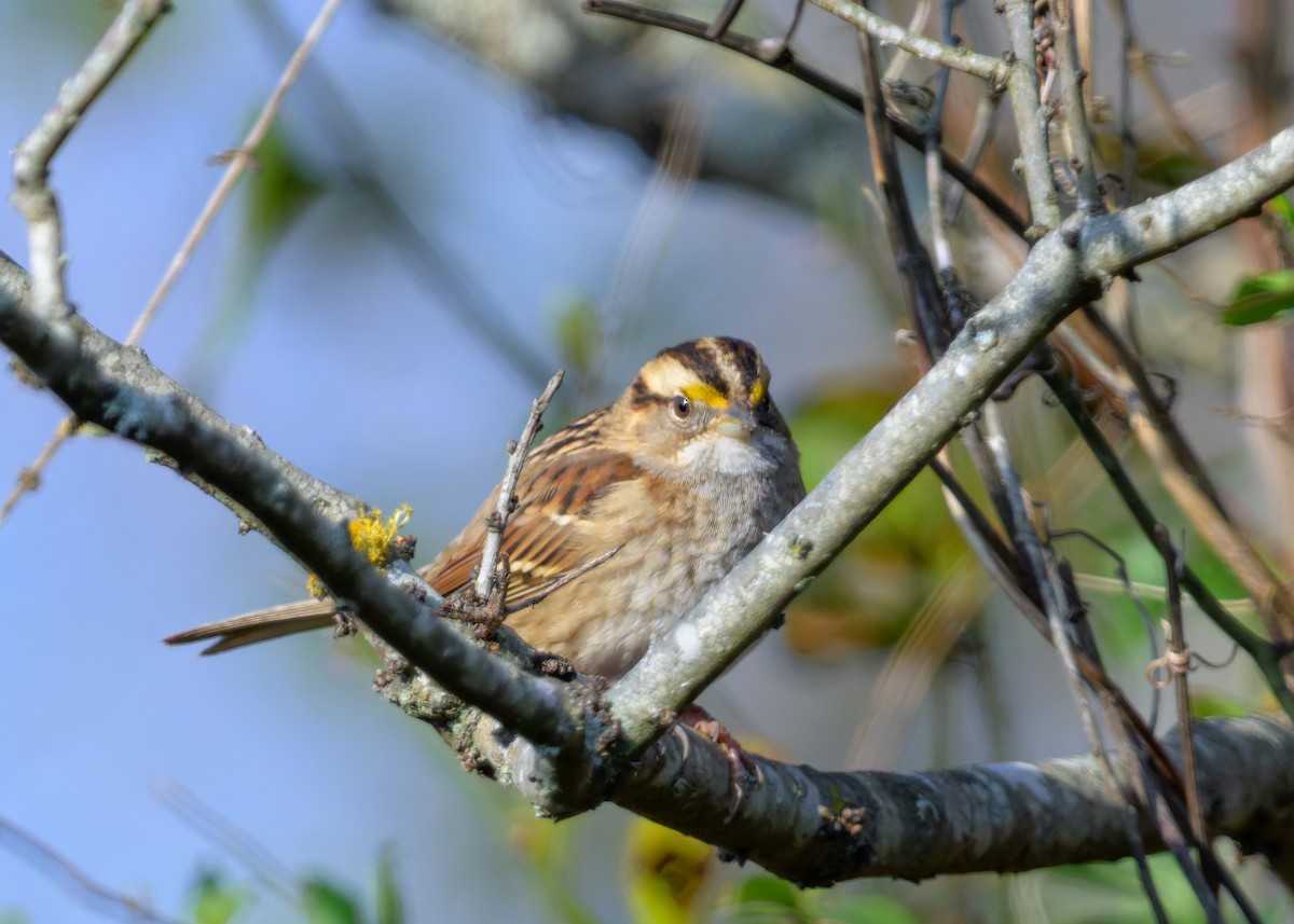 ノドジロシトド - ML647372106