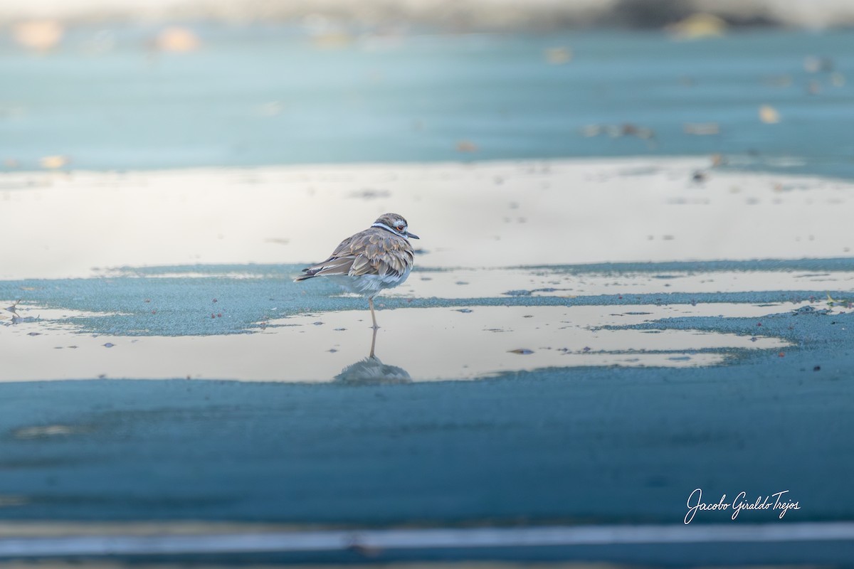 Крикливый зуёк - ML647372111