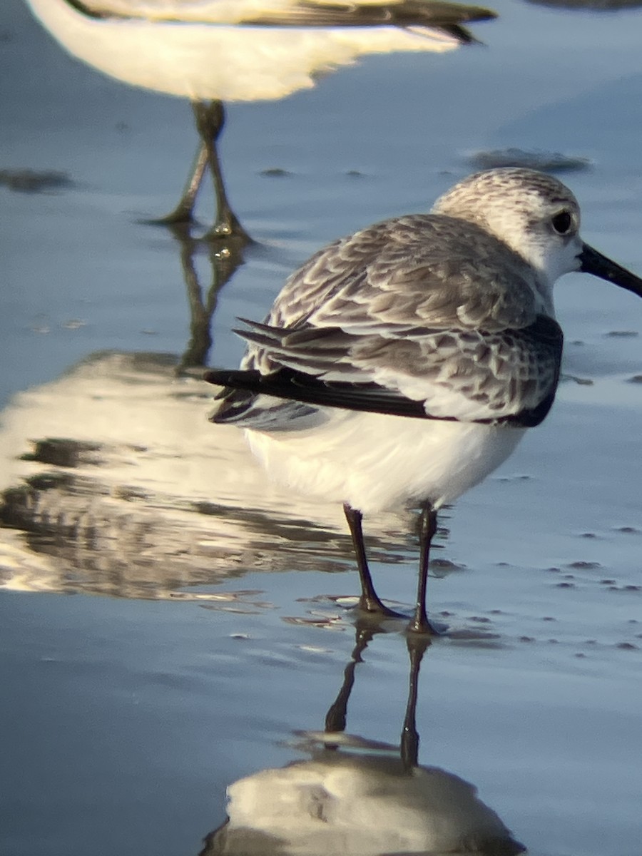 Bécasseau sanderling - ML647372115