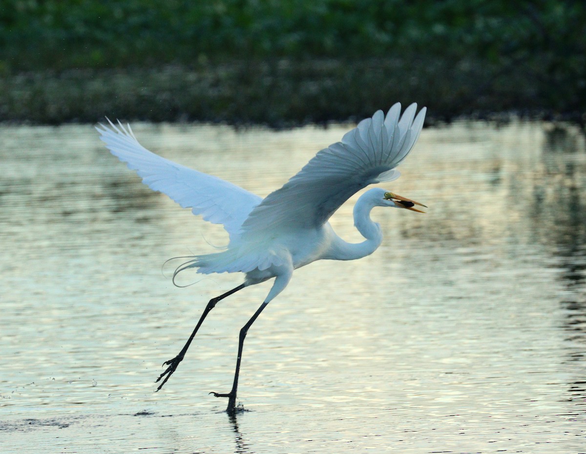 Grande Aigrette - ML647372121